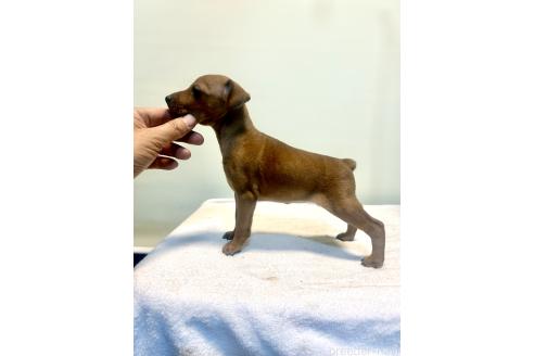 成約済の静岡県のミニチュアピンシャー(ミニピン)-372686の5枚目