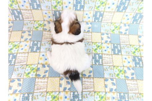 成約済の千葉県のパピヨン-370453の5枚目