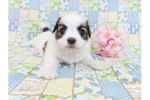 成約済の千葉県のパピヨン-370453の4枚目
