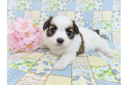 成約済の千葉県のパピヨン-370453の2枚目
