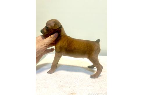 成約済の静岡県のミニチュアピンシャー(ミニピン)-374745の19枚目