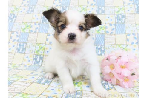 成約済の千葉県のパピヨン-370428の18枚目