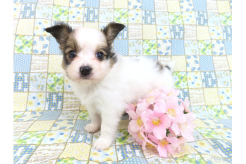 成約済の千葉県のパピヨン-370428の17枚目