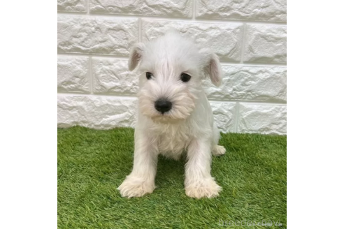 成約済の愛知県のミニチュアシュナウザー-374747