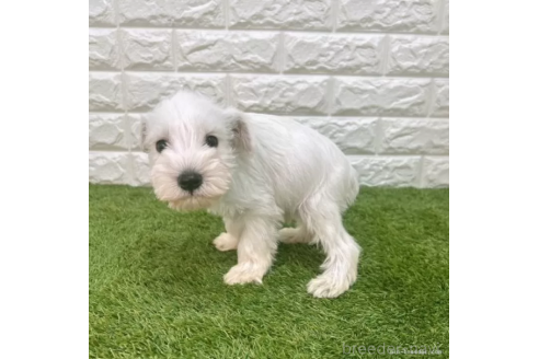 成約済の愛知県のミニチュアシュナウザー-374747の5枚目