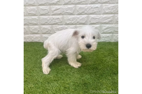 成約済の愛知県のミニチュアシュナウザー-374747の4枚目