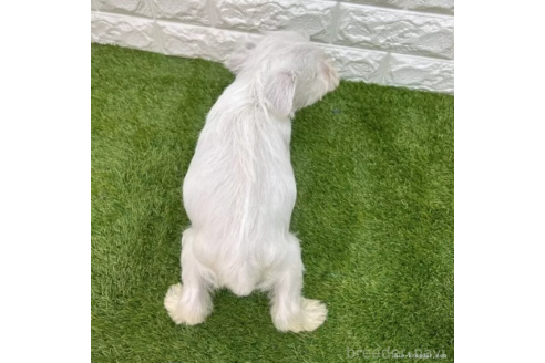 成約済の愛知県のミニチュアシュナウザー-374747の2枚目