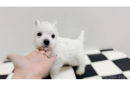 成約済の東京都のウエストハイランドホワイトテリア(ウエスティ)-374749の6枚目