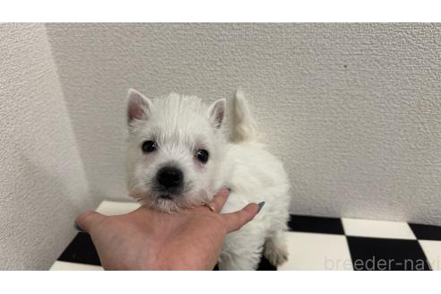成約済の東京都のウエストハイランドホワイトテリア(ウエスティ)-374749の4枚目
