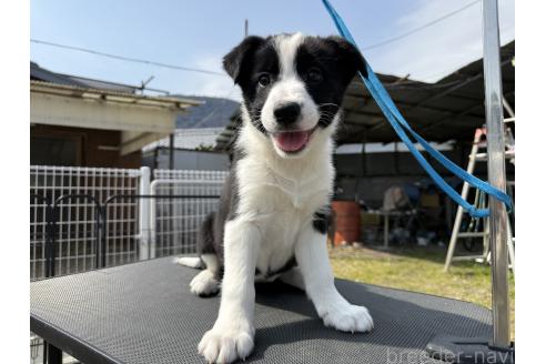 成約済の香川県のボーダーコリー-374764の3枚目
