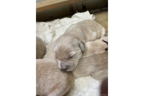 成約済の栃木県のゴールデンレトリーバー-373935の5枚目