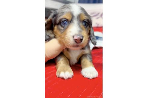 成約済の愛知県のミニチュアダックスフンド(ロングヘアード)-372423の1枚目
