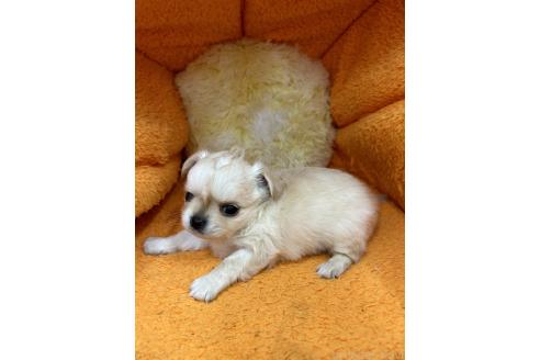 成約済の神奈川県のチワワ(ロングコート)-374848の2枚目