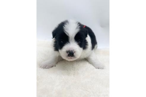 成約済の愛知県のボーダーコリー-374858の20枚目