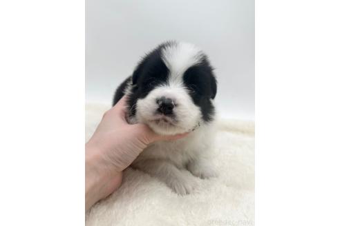 成約済の愛知県のボーダーコリー-374858の19枚目