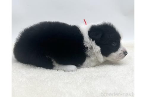 成約済の愛知県のボーダーコリー-374858の18枚目