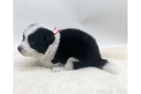 成約済の愛知県のボーダーコリー-374858の17枚目