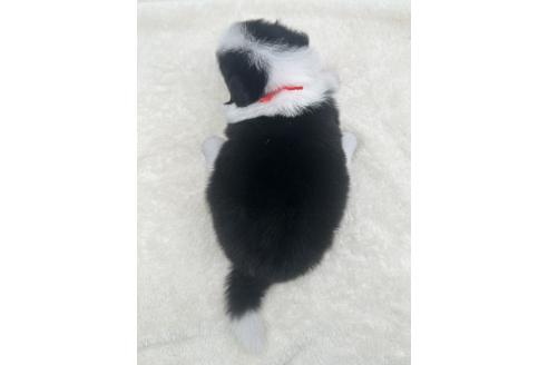 成約済の愛知県のボーダーコリー-374858の16枚目