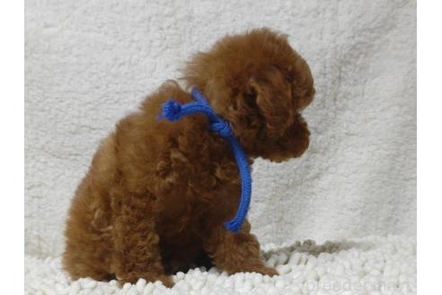 成約済の広島県のティーカッププードル-374863の2枚目