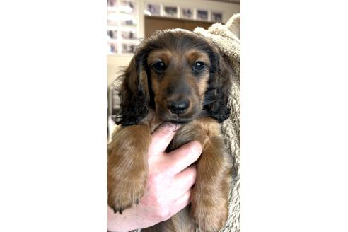 成約済ののカニンヘンダックスフンド(ロングヘアード)-372939