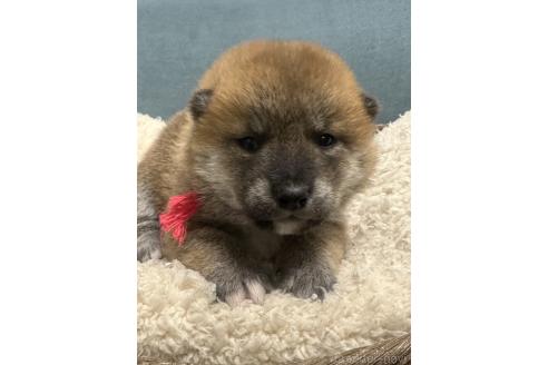 成約済の岡山県の柴犬-374874の11枚目