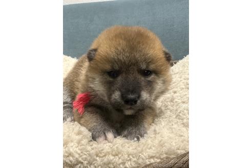 成約済の岡山県の柴犬-374874の10枚目