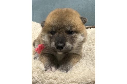 成約済の岡山県の柴犬-374874の8枚目