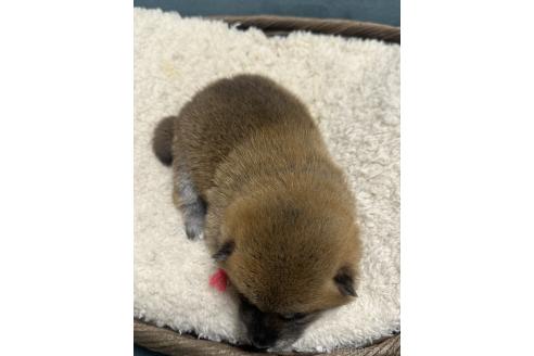 成約済の岡山県の柴犬-374874の9枚目