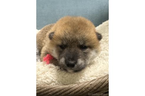 成約済の岡山県の柴犬-374874の7枚目