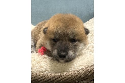 成約済の岡山県の柴犬-374874の6枚目