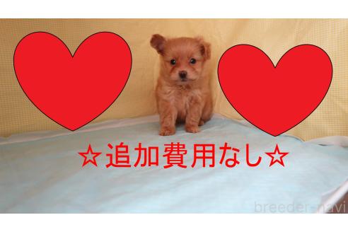 成約済の東京都のポメプー:ポメラニアン×トイプードル-374883の1枚目