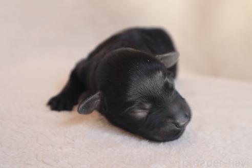 成約済の神奈川県のミックス犬-374892の7枚目
