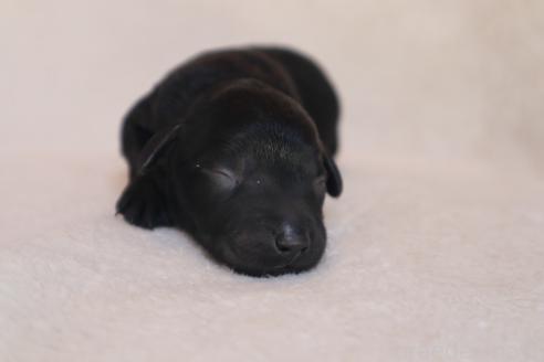 成約済の神奈川県のミックス犬-374892の6枚目