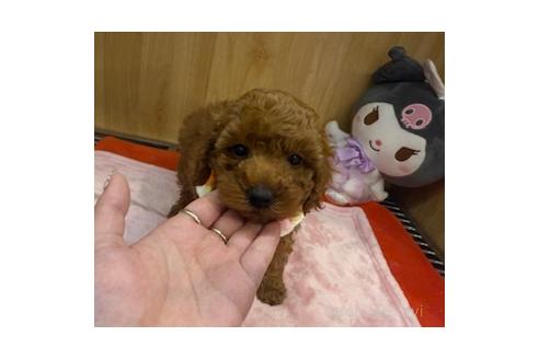 成約済の愛知県のタイニープードル-374897の7枚目