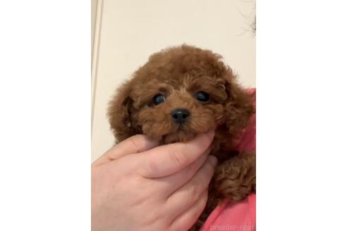 成約済の山形県のタイニープードル-365019の2枚目