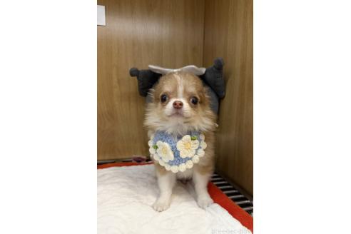 成約済の愛知県のチワワ(ロングコート)-374904の3枚目