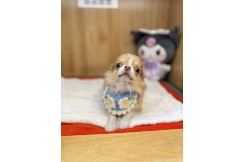 成約済の愛知県のチワワ(ロングコート)-374904の2枚目