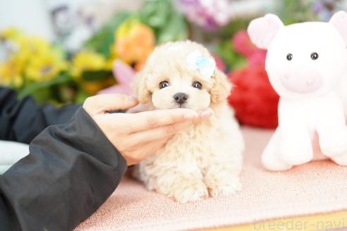 成約済の埼玉県のマルプー:マルチーズ×トイプードル-374922の4枚目