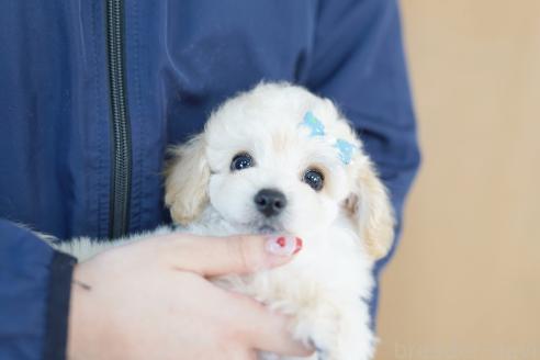 成約済の埼玉県のビションプー:ビションフリーゼ×トイプードル-374926の3枚目
