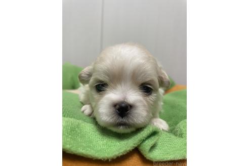 成約済の滋賀県のミックス犬-373828の20枚目