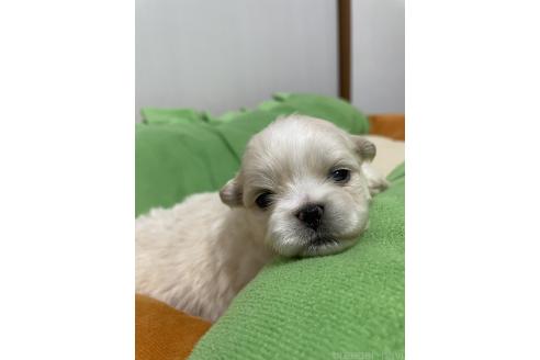成約済の滋賀県のミックス犬-373828の19枚目