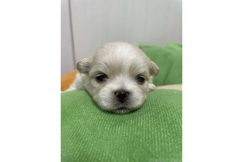 成約済の滋賀県のミックス犬-373828の18枚目