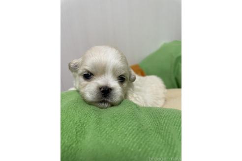 成約済の滋賀県のミックス犬-373828の17枚目