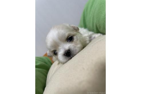 成約済の滋賀県のミックス犬-373828の16枚目