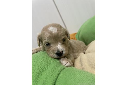 成約済の滋賀県のマルプー:マルチーズ×トイプードル-374018の14枚目