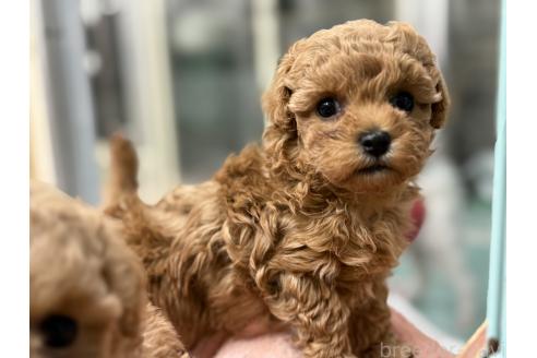 成約済の東京都のマルプー:マルチーズ×トイプードル-374267の1枚目