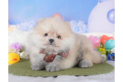 成約済の栃木県のポメラニアン-375048の3枚目