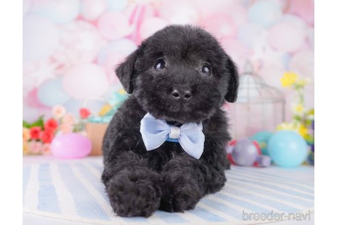 成約済の東京都のミックス犬-375966の4枚目
