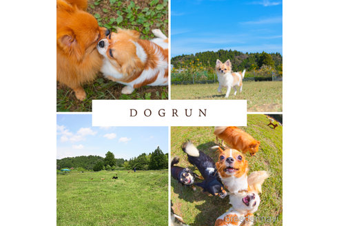 成約済の千葉県のポメラニアン-375119の11枚目