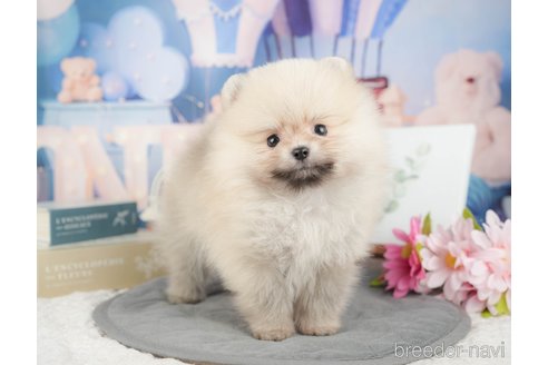 成約済の千葉県のポメラニアン-375119の7枚目